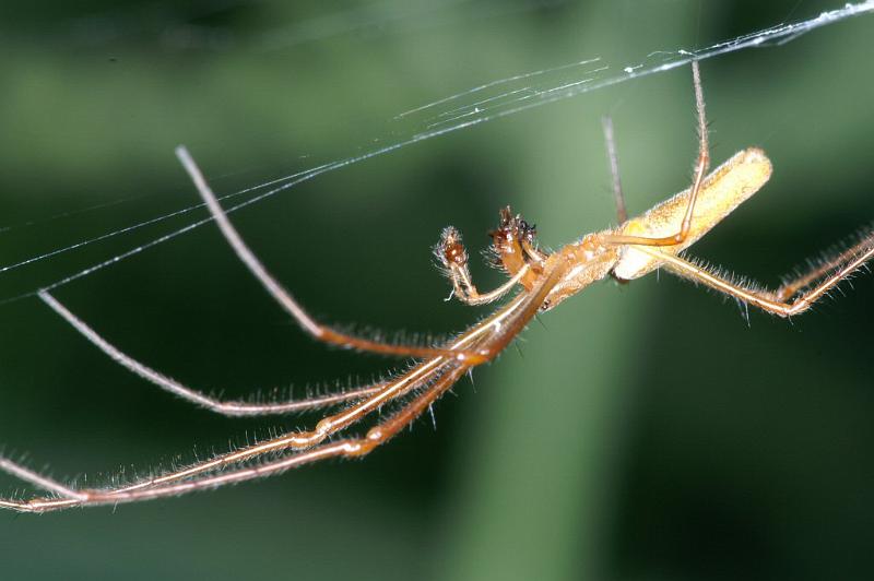 Tetragnatha_montana_D3738_Z_87_Vinkenveense plassen_Nederland.jpg